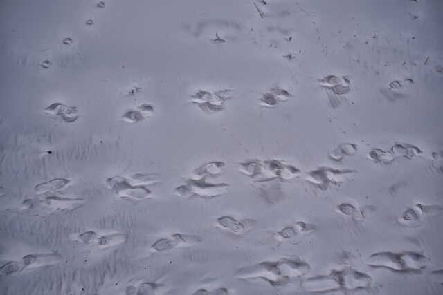 https://www.freepik.com/premium-photo/footprints-sand-dog-abstract-background-texture-beach_39337067.htm#page=4&query=footsteps&position=15&from_view=search&track=sph