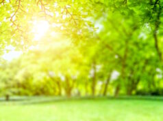 https://www.freepik.com/free-photo/green-park-view_1278195.htm#query=sunny&position=1&from_view=search&track=robertav1_2_sidr