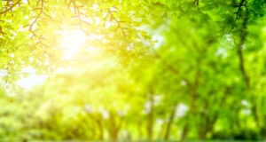 https://www.freepik.com/free-photo/green-park-view_1278195.htm#query=sunny&position=1&from_view=search&track=robertav1_2_sidr