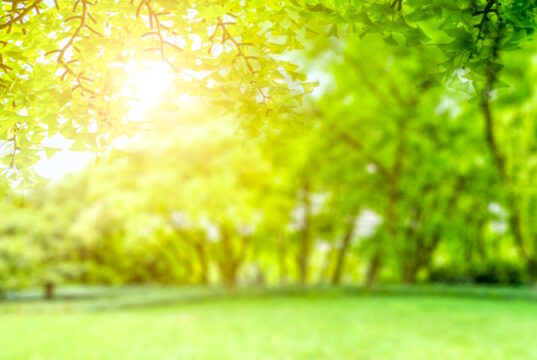 https://www.freepik.com/free-photo/green-park-view_1278195.htm#query=sunny&position=1&from_view=search&track=robertav1_2_sidr