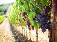 https://www.freepik.com/premium-photo/tuscan-vineyard-with-red-grapes_4152613.htm#query=winery&position=20&from_view=search&track=sph