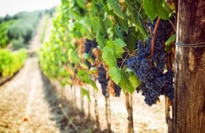 https://www.freepik.com/premium-photo/tuscan-vineyard-with-red-grapes_4152613.htm#query=winery&position=20&from_view=search&track=sph