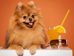 https://www.freepik.com/free-photo/cute-spitz-with-juice_6255174.htm#query=corgi&position=17&from_view=search&track=sph