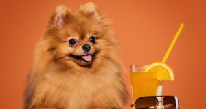 https://www.freepik.com/free-photo/cute-spitz-with-juice_6255174.htm#query=corgi&position=17&from_view=search&track=sph