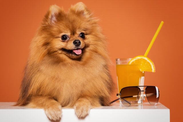 https://www.freepik.com/free-photo/cute-spitz-with-juice_6255174.htm#query=corgi&position=17&from_view=search&track=sph