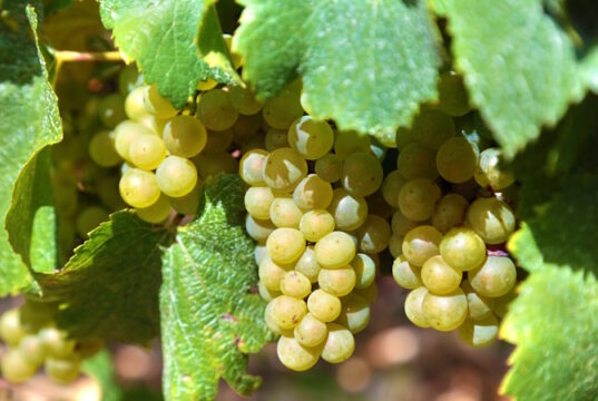https://www.freepik.com/free-photo/bunch-green-grapes-vineyard_925766.htm#query=bordeaux&position=33&from_view=search&track=sph