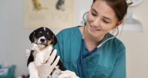 https://www.freepik.com/free-photo/close-up-veterinarian-taking-care-dog_18395506.htm#query=veterinarian%20with%20dog&position=2&from_view=search&track=ais
