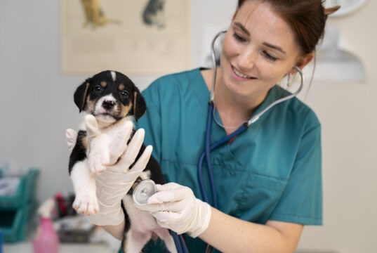 https://www.freepik.com/free-photo/close-up-veterinarian-taking-care-dog_18395506.htm#query=veterinarian%20with%20dog&position=2&from_view=search&track=ais