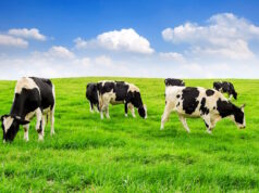 https://www.freepik.com/free-photo/cows-green-field-blue-sky_11600377.htm#query=cows%20in%20pasture&position=11&from_view=search&track=ais