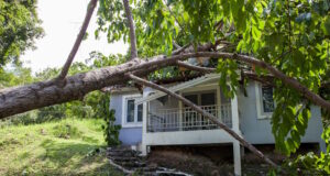 https://www.freepik.com/premium-photo/falling-tree-after-hard-storm-damage-house_2212145.htm#query=tree%20damaged%20house&position=13&from_view=search&track=ais