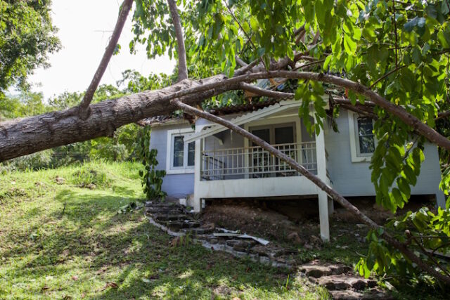 https://www.freepik.com/premium-photo/falling-tree-after-hard-storm-damage-house_2212145.htm#query=tree%20damaged%20house&position=13&from_view=search&track=ais