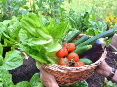 https://www.freepik.com/premium-photo/man-holding-basket-filled-with-freshly-picked-seasonal-vegetables-garden_17767658.htm#query=vegetable%20garden&position=18&from_view=search&track=ais