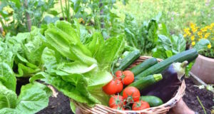 https://www.freepik.com/premium-photo/man-holding-basket-filled-with-freshly-picked-seasonal-vegetables-garden_17767658.htm#query=vegetable%20garden&position=18&from_view=search&track=ais
