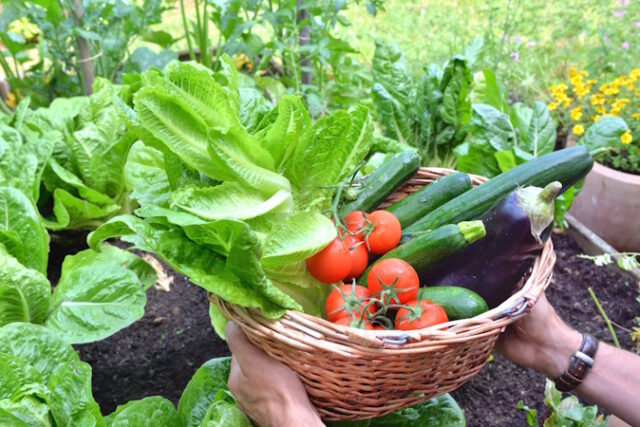 fresh vegetables in a wicker basket held by a gardener https://www.freepik.com/premium-photo/man-holding-basket-filled-with-freshly-picked-seasonal-vegetables-garden_17767658.htm#query=vegetable%20garden&position=18&from_view=search&track=ais