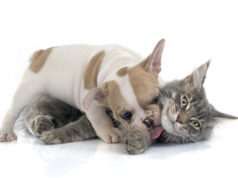 https://www.freepik.com/premium-photo/puppy-french-bulldog-cat_4750081.htm#query=puppy%20kitten&position=37&from_view=search&track=locales