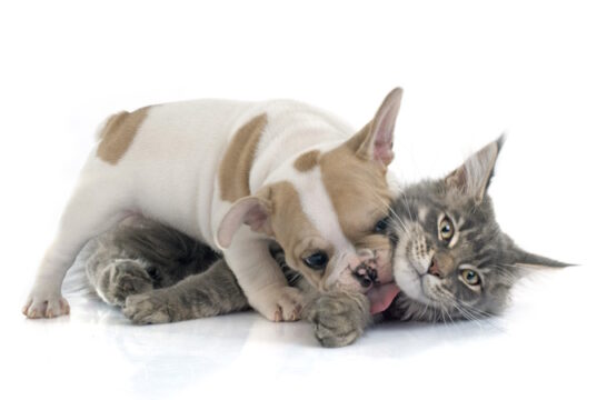 https://www.freepik.com/premium-photo/puppy-french-bulldog-cat_4750081.htm#query=puppy%20kitten&position=37&from_view=search&track=locales