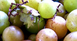 https://openverse.org/image/58fd5b44-2613-481b-ba80-ef8d8f99d005?q=Muscadine%20grapes