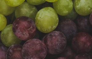 Award-Winning Winemaking at Le Vigne: Mastering 20 Varietals Through Paso Robles’ Toughest Harvests https://www.freepik.com/free-photo/delicious-grapes_6356340.htm#page=2&query=dropped%20grapes&position=6&from_view=search&track=ais