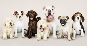 https://www.freepik.com/free-photo/group-portrait-adorable-puppies_3532420.htm#query=dogs&position=12&from_view=search&track=sph
