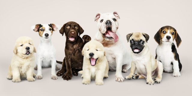 Group portrait of adorable puppies https://www.freepik.com/free-photo/group-portrait-adorable-puppies_3532420.htm#query=dogs&position=12&from_view=search&track=sph