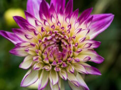 https://www.freepik.com/free-photo/shallow-focus-dahlia-flower-with-blurry-background_25003075.htm#query=dahlias&position=34&from_view=search&track=sph