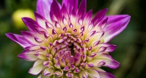 https://www.freepik.com/free-photo/shallow-focus-dahlia-flower-with-blurry-background_25003075.htm#query=dahlias&position=34&from_view=search&track=sph