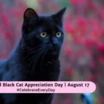 Black-Cat-Appreciation-Day-August-17.jpg