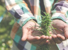 https://www.freepik.com/free-photo/farmers-hold-marijuana-cannabis-trees-their-farms_4833222.htm#query=growing%20marijuana&position=0&from_view=search&track=ais
