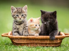 https://www.freepik.com/premium-photo/three-little-colorful-kittens-are-curiously-sitting-brown-basket-garden_16769208.htm#page=2&query=cats&position=17&from_view=search&track=sph