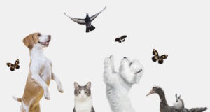 https://www.freepik.com/free-photo/cute-animals-group-white-background_36028752.htm#query=pets&position=4&from_view=search&track=sph