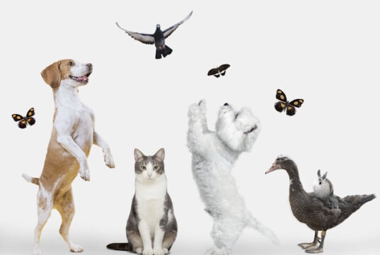 https://www.freepik.com/free-photo/cute-animals-group-white-background_36028752.htm#query=pets&position=4&from_view=search&track=sph