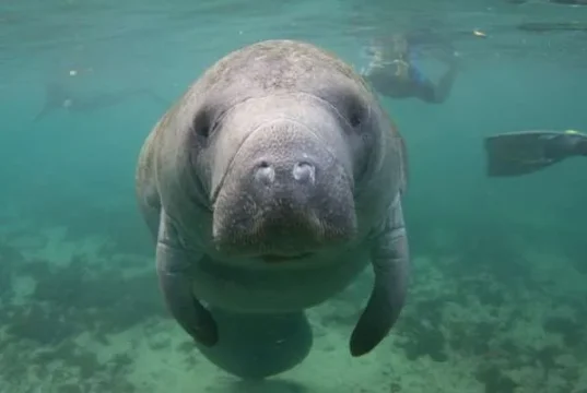 This is what Crystal River is known for. Manatees swim next to you in Kings Bay and Three Rivers Springs.