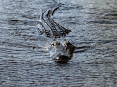 https://www.vecteezy.com/photo/17413805-florida-alligator-in-everglades-close-up-portrait