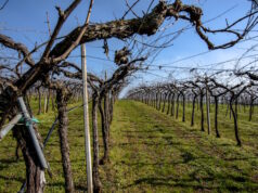 https://www.vecteezy.com/photo/23739166-2023-03-05-lonigo-work-in-the-fields-the-vineyards-1
