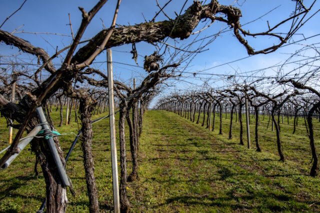 https://www.vecteezy.com/photo/23739166-2023-03-05-lonigo-work-in-the-fields-the-vineyards-1