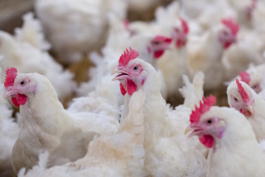 https://www.vecteezy.com/photo/4989097-poultry-broiler-farm-business-with-group-of-white-chickens-in-parent-stock-modern-housing-farm