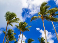 https://www.vecteezy.com/photo/2116240-strong-winds-sway-palm-trees