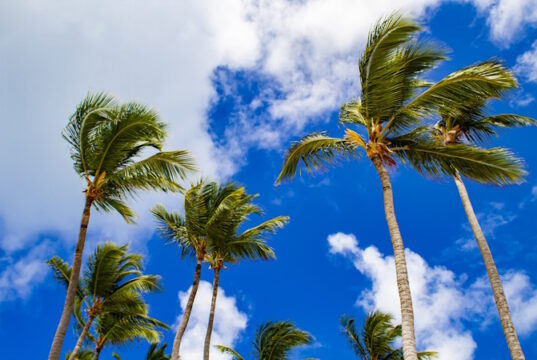 https://www.vecteezy.com/photo/2116240-strong-winds-sway-palm-trees