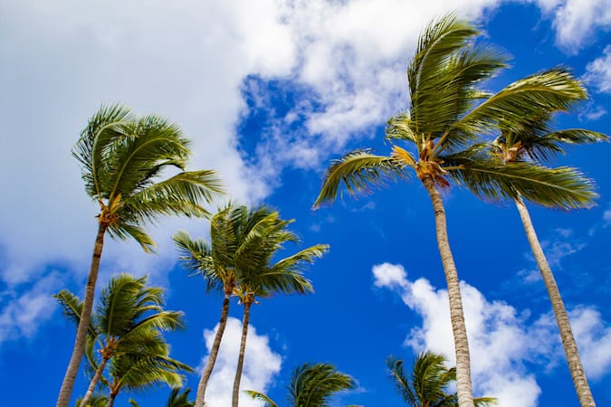 Sunny With a Gusty Breeze, Still Watching the Tropics - South Florida ...