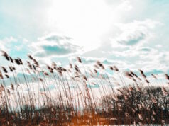 https://www.freepik.com/free-photo/wide-shot-phragmites-wind-with-cloudy-sky_7814503.htm#query=gusty%20breeze&position=0&from_view=search&track=ais