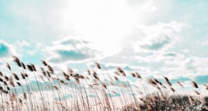 https://www.freepik.com/free-photo/wide-shot-phragmites-wind-with-cloudy-sky_7814503.htm#query=gusty%20breeze&position=0&from_view=search&track=ais