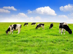 https://www.freepik.com/free-photo/cows-green-field_11600379.htm#query=farmland&position=3&from_view=search&track=sph&uuid=c0a33f52-a96b-404c-9bd9-edb63c866948