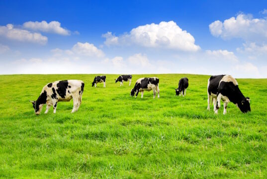 https://www.freepik.com/free-photo/cows-green-field_11600379.htm#query=farmland&position=3&from_view=search&track=sph&uuid=c0a33f52-a96b-404c-9bd9-edb63c866948