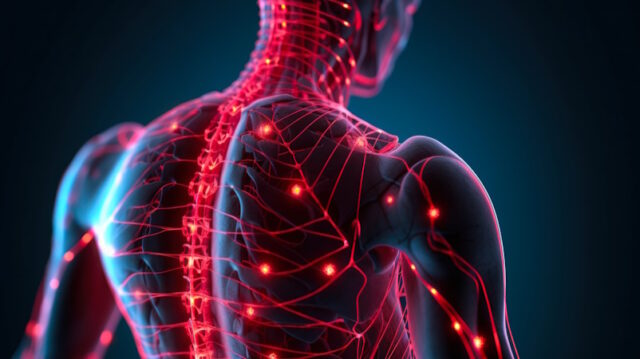 https://www.vecteezy.com/photo/23055977-human-nervous-system-anatomy-x-ray-human-body-back-view-generative-ai