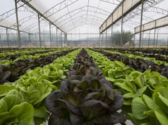 https://www.vecteezy.com/photo/773790-lettuce-crops-in-greenhouse