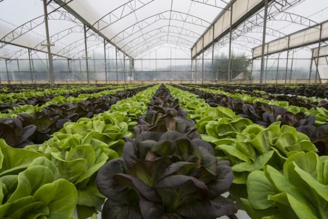 https://www.vecteezy.com/photo/773790-lettuce-crops-in-greenhouse