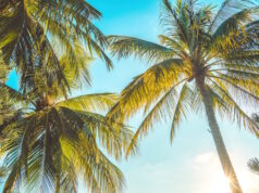https://www.vecteezy.com/photo/10041470-summer-background-with-coconut-trees-and-sunset-warm-tone-vung-tau-city-aerial-view-with-beautiful-sunset-and-palm-tree-vung-tau-is-the-capital-of-the-province-since-the-province-s-founding