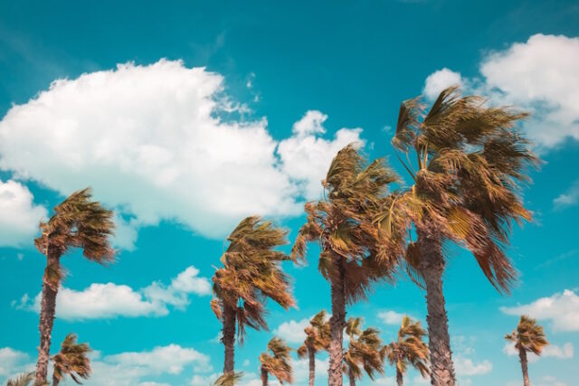 Beautiful shot of tree branches leaning under the power of the wind https://www.freepik.com/free-photo/beautiful-shot-tree-branches-leaning-power-wind_10834440.htm#query=windy&position=0&from_view=search&track=sph&uuid=58e1dc90-f109-41ef-b653-9a23602decd4