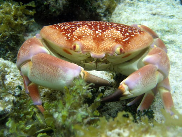 Crab Photo 15151221 © Angeky | Dreamstime.com