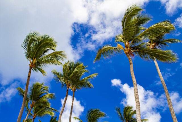 Strong winds sway palm trees